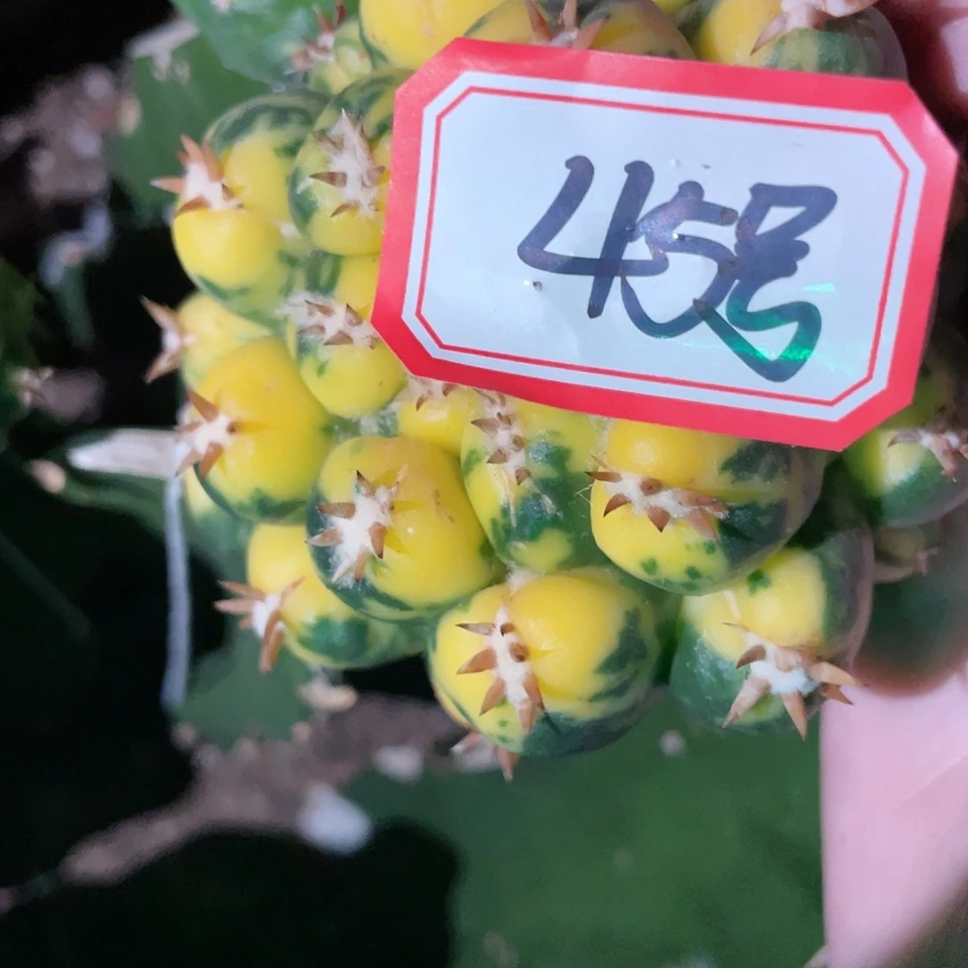 用****645号7cm短毫刺獠牙散斑锦无根