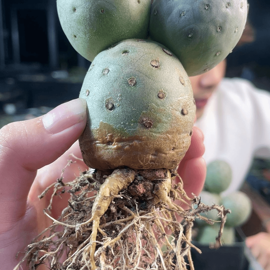 4.5cm米奇头习志野萝卜根