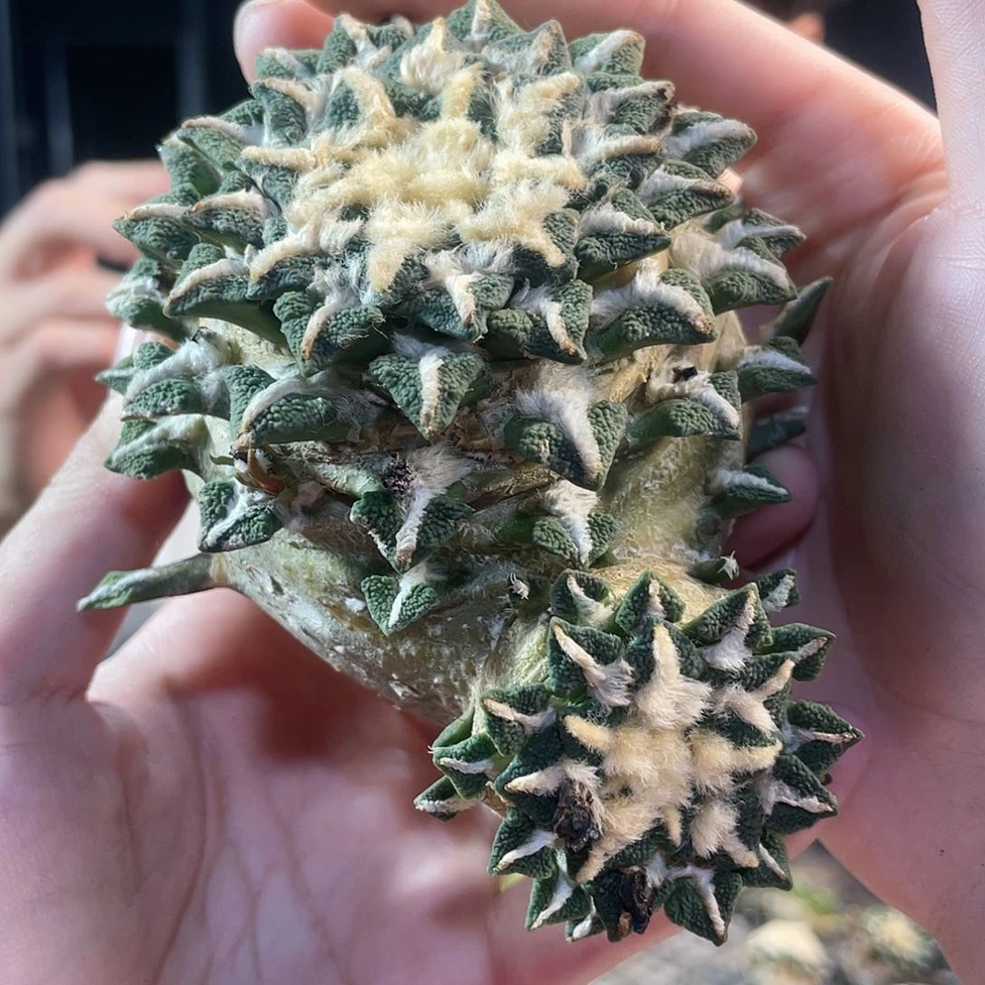 1号11.5cm大肚黑牡丹无根