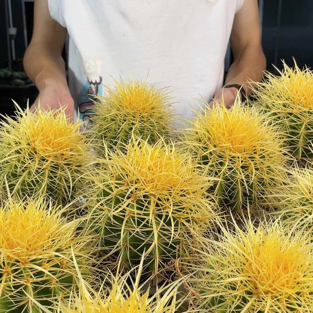 12cm实生美版怒虎