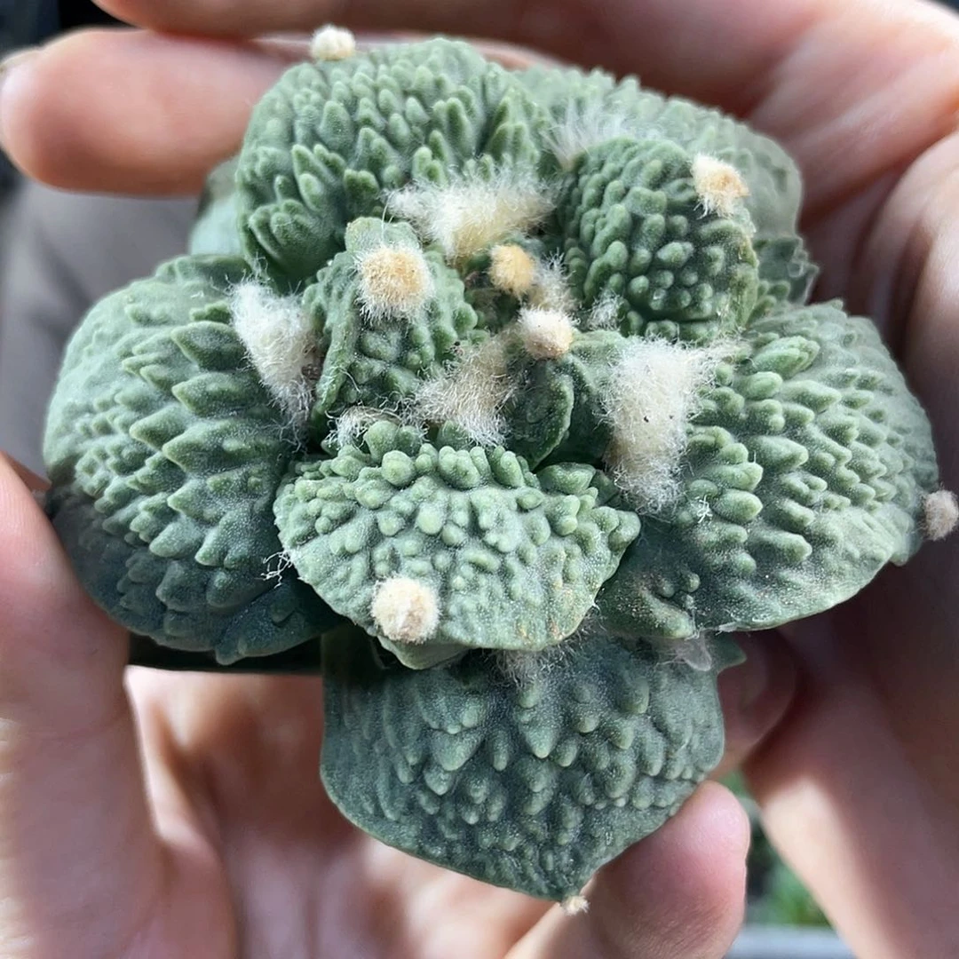 N****52号自根好好丸尤满怒怒涛
