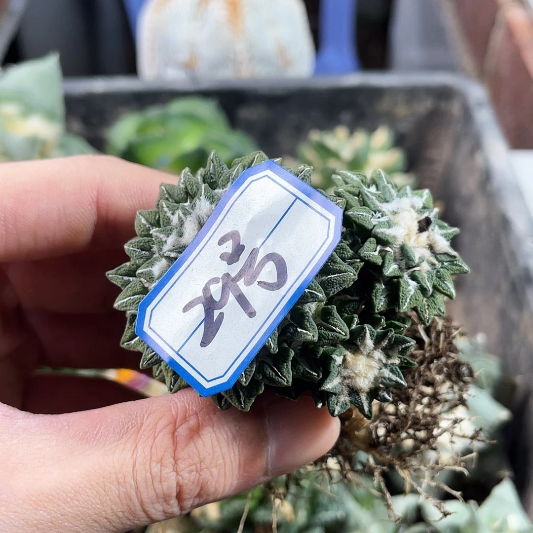 29号自根黑牡丹群