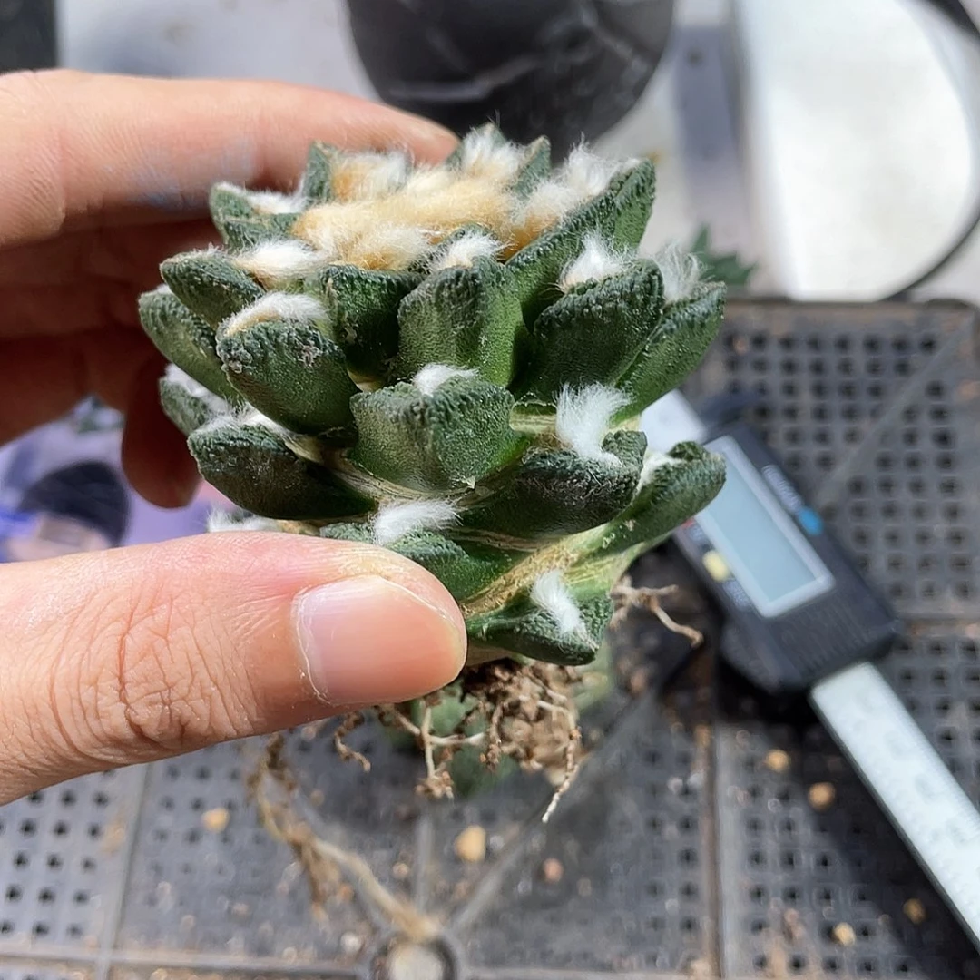 15号自根美丽博士牡丹