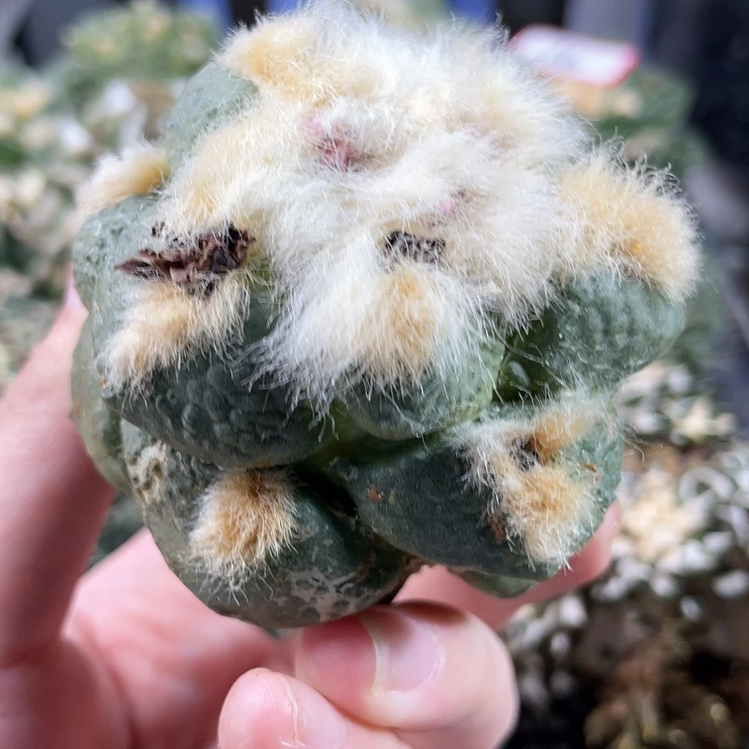 34号无根蛋连山福利