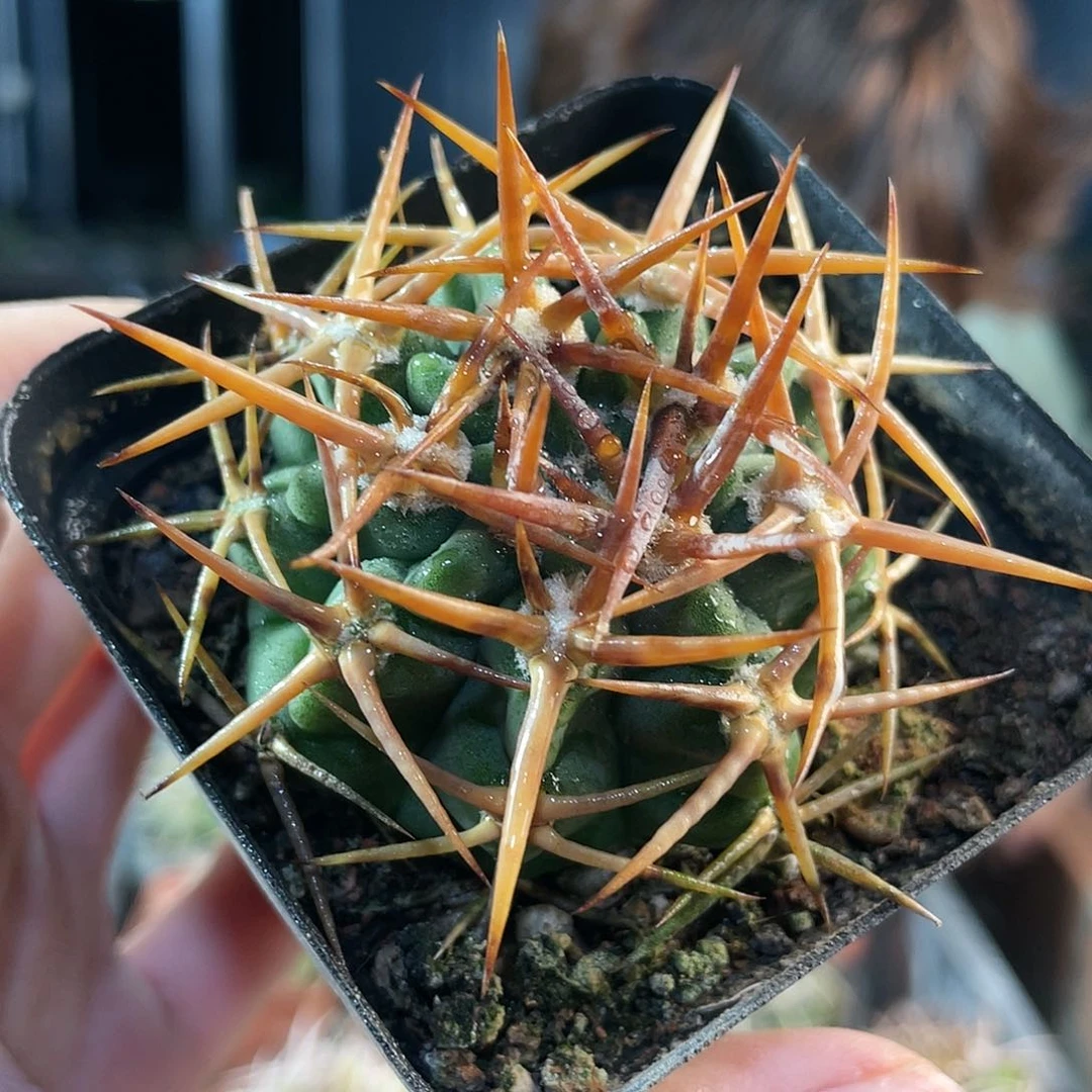 4.5cm实生好好刺碧岩玉