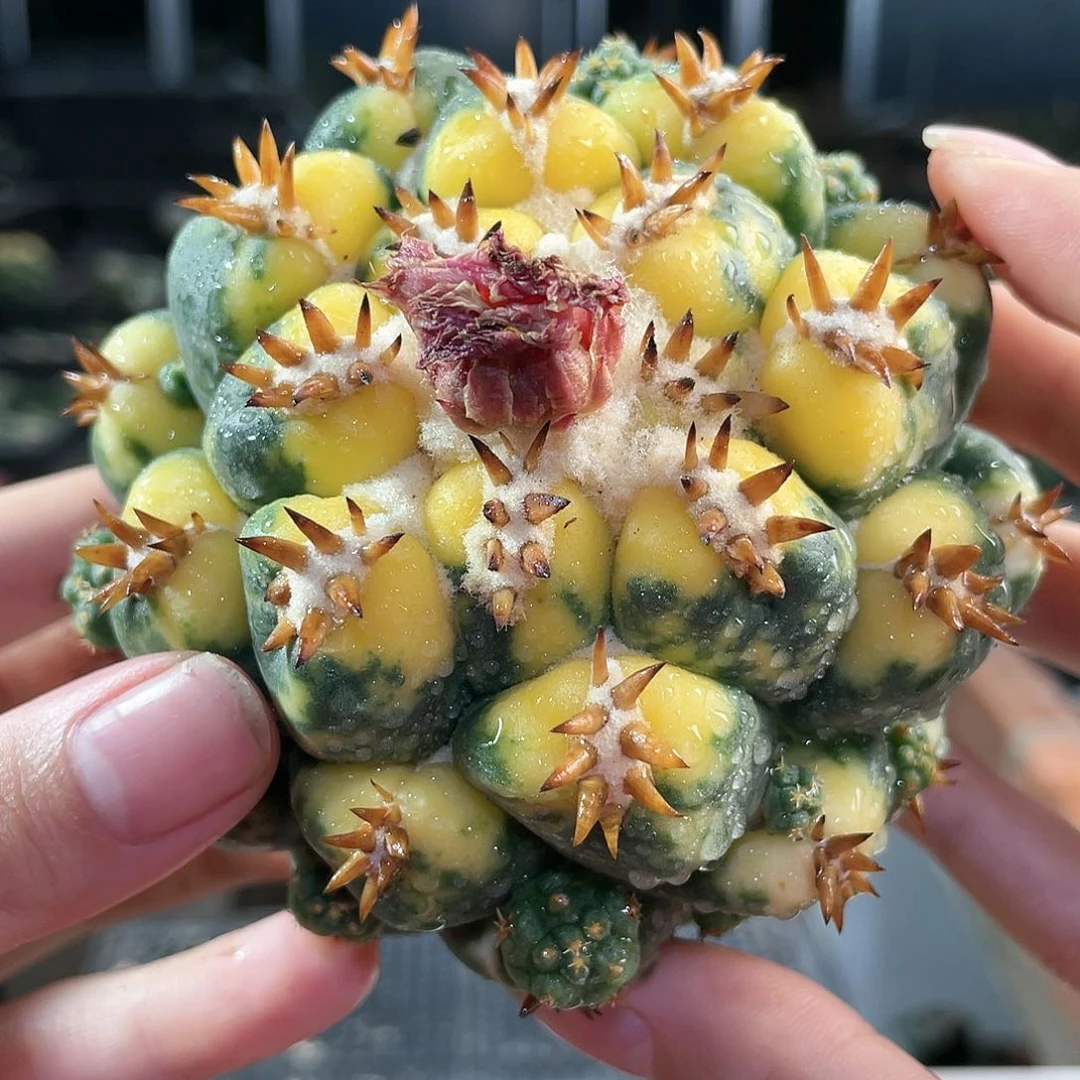 6号8.8cm短毫刺獠牙散斑锦无根
