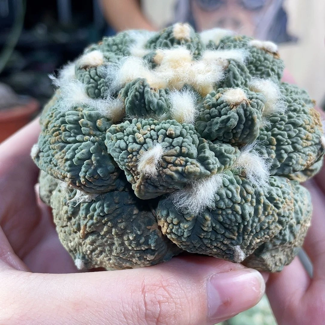 1号9cm自根满怒龙鳞怒涛