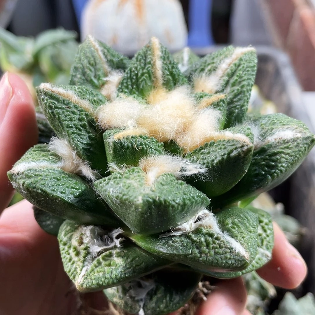 41号8cm自根中金龙角博士牡丹
