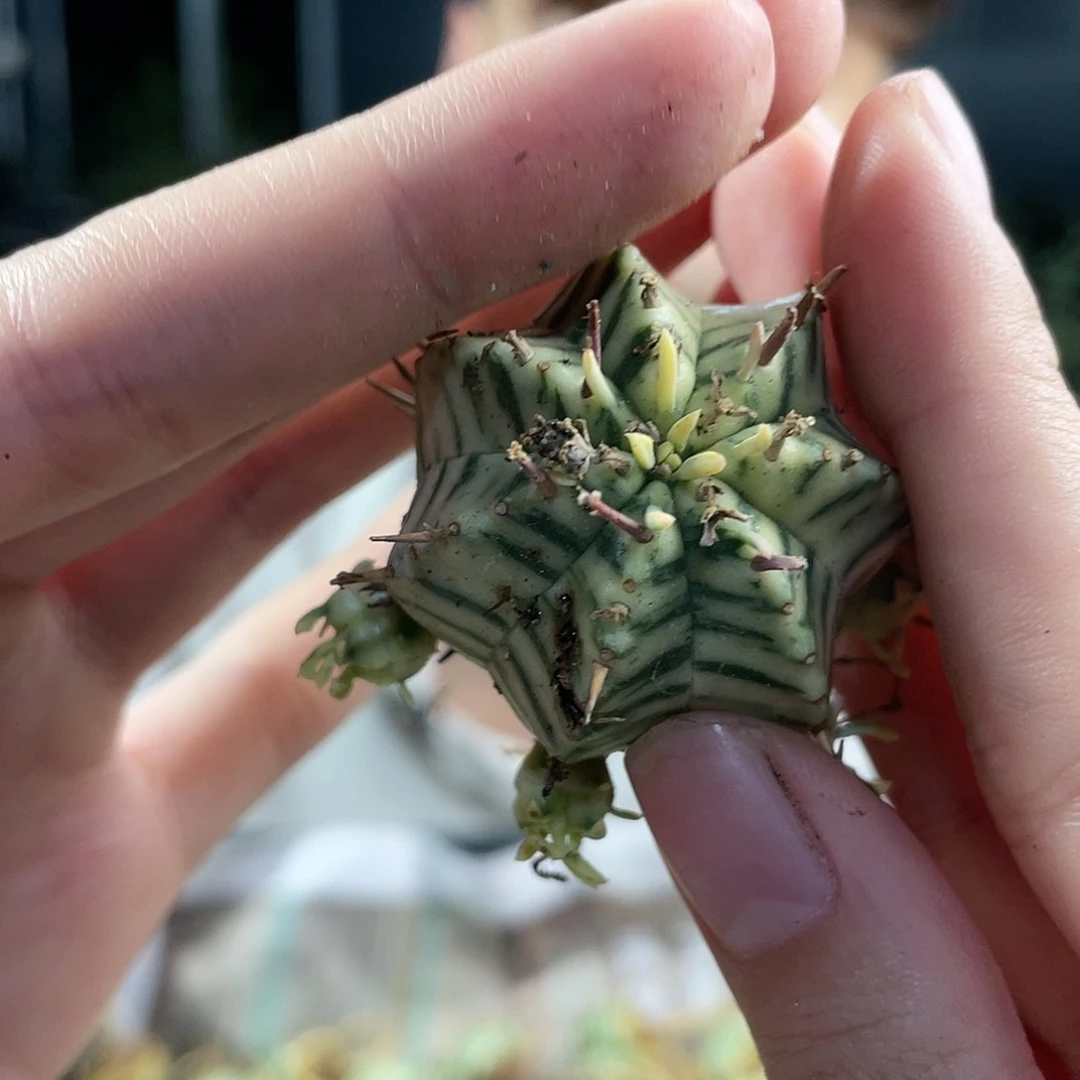 三头起实生斑马魁伟玉锦