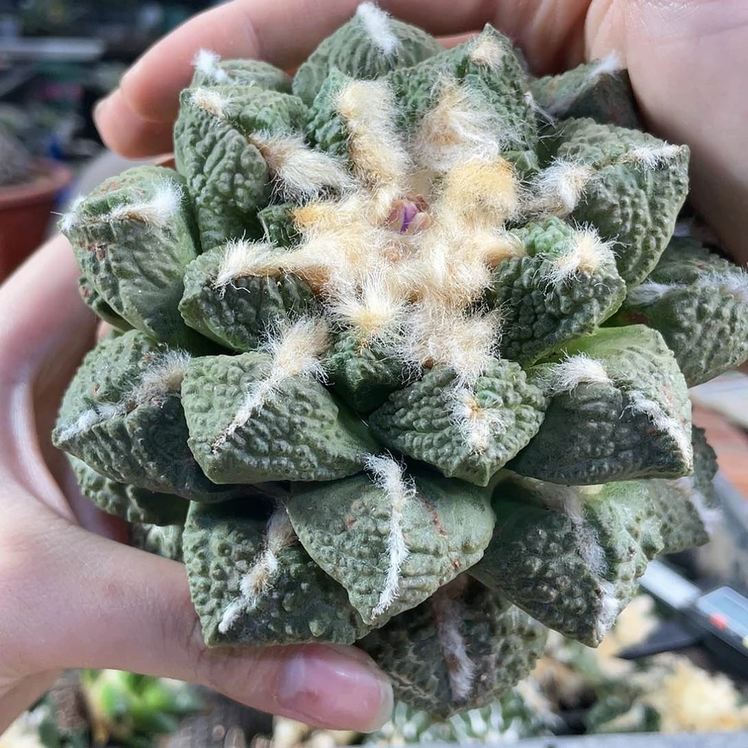 26号12.5cm自根超大志贺龟甲牡丹