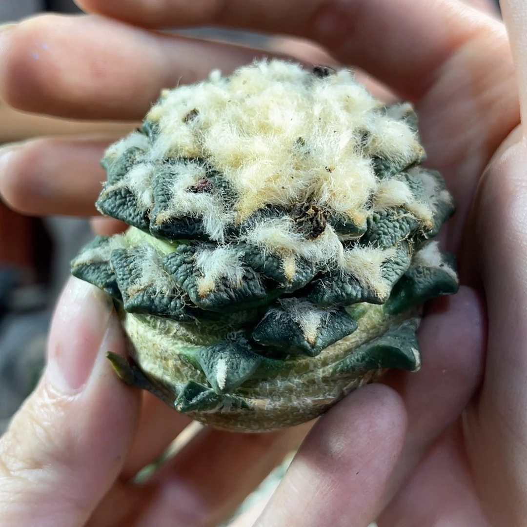 47号无根大尤黑牡丹