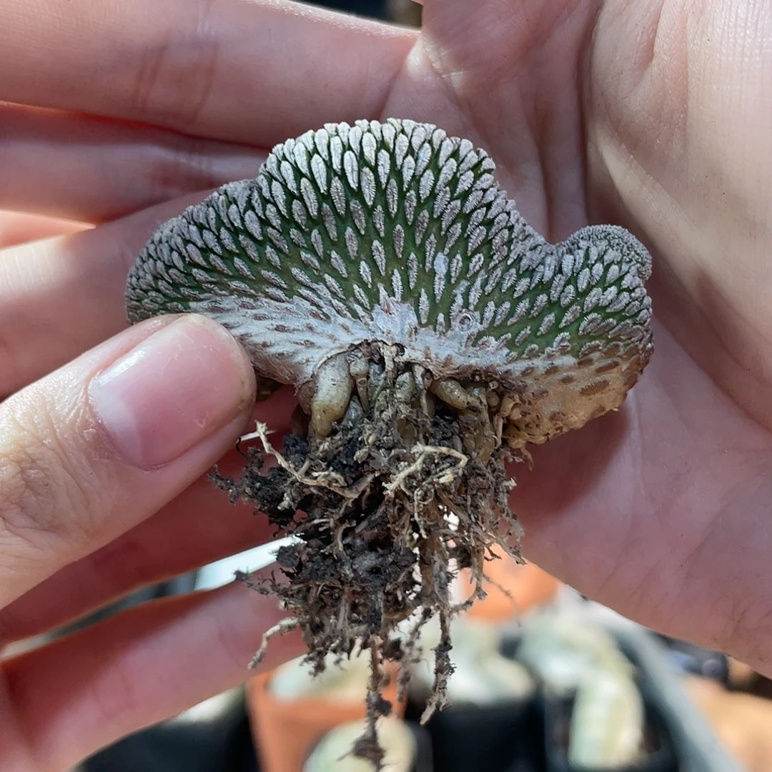 5.5cm 自根精巧丸缀化萝卜根