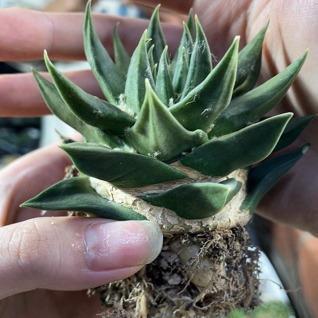 14号勾爪龙牙萝卜根