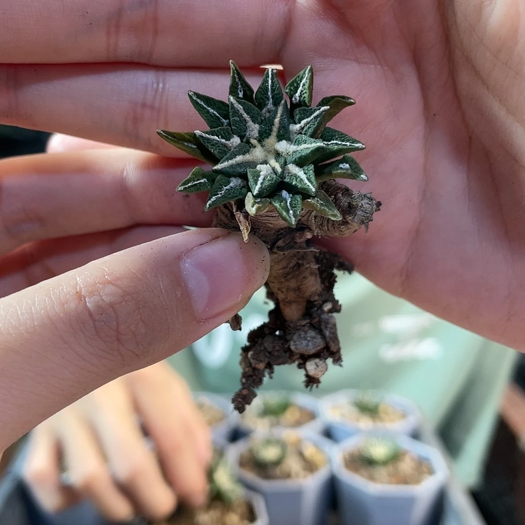 2.2cm实生黑牡丹萝卜根