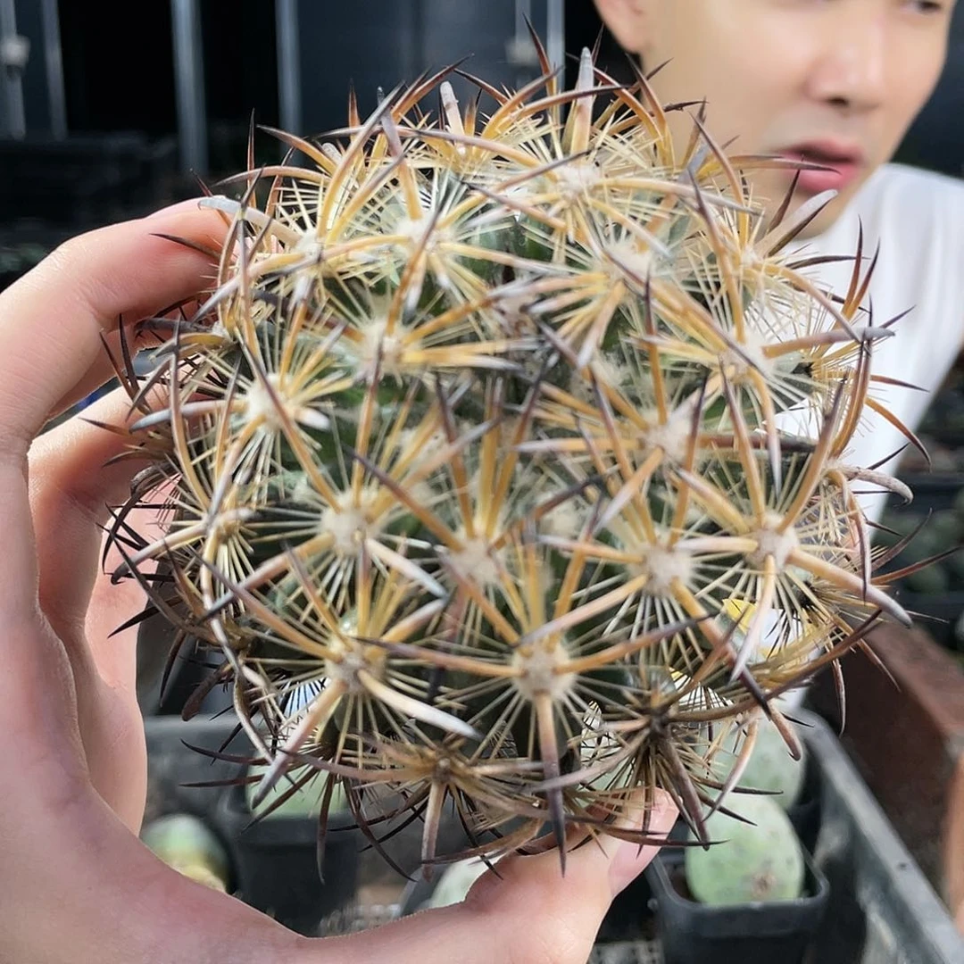 3号自根虎爪玉自根