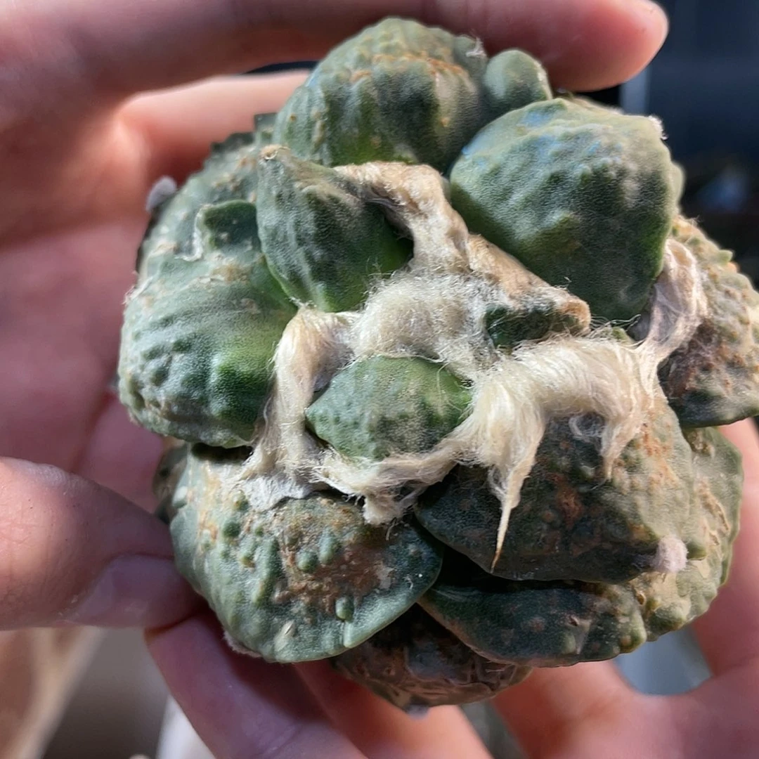 10号7.5cm自根战损怒涛