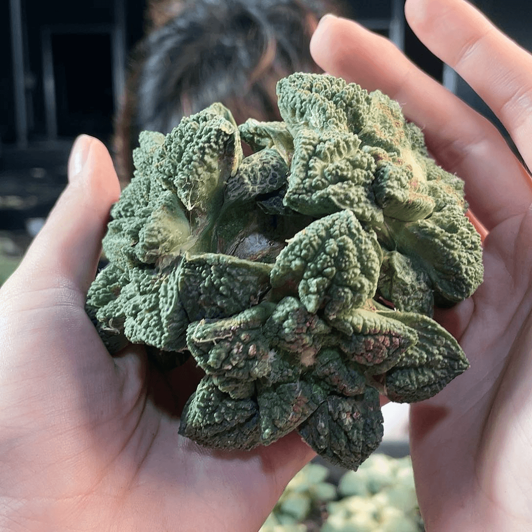 13号10cm三头哥斯拉辛顿萝卜根