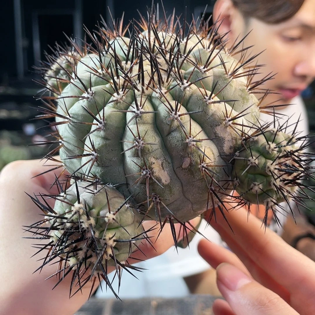 35号8cm苗接黑王丸带侧芽有晒伤