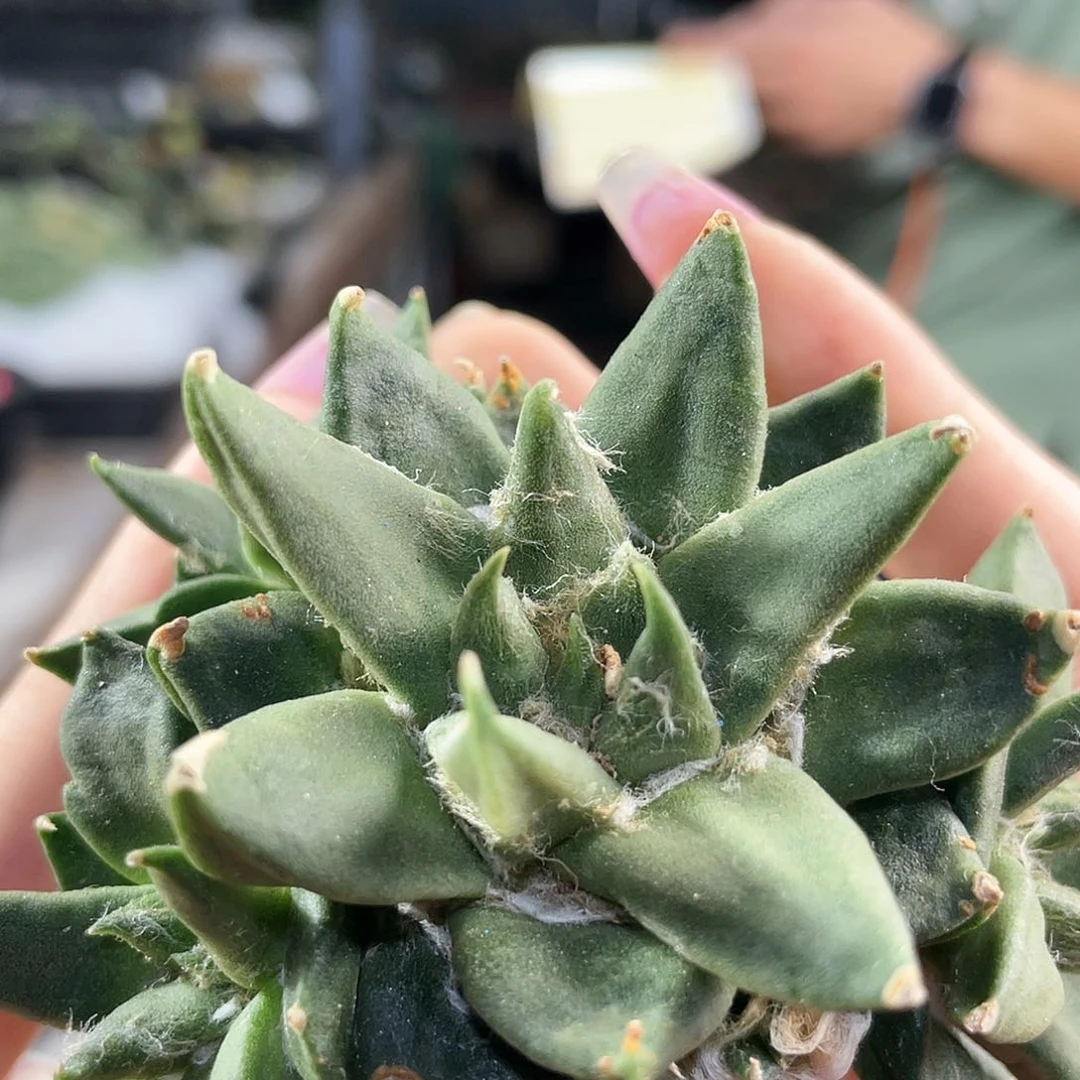 16号自根龙牙牡丹