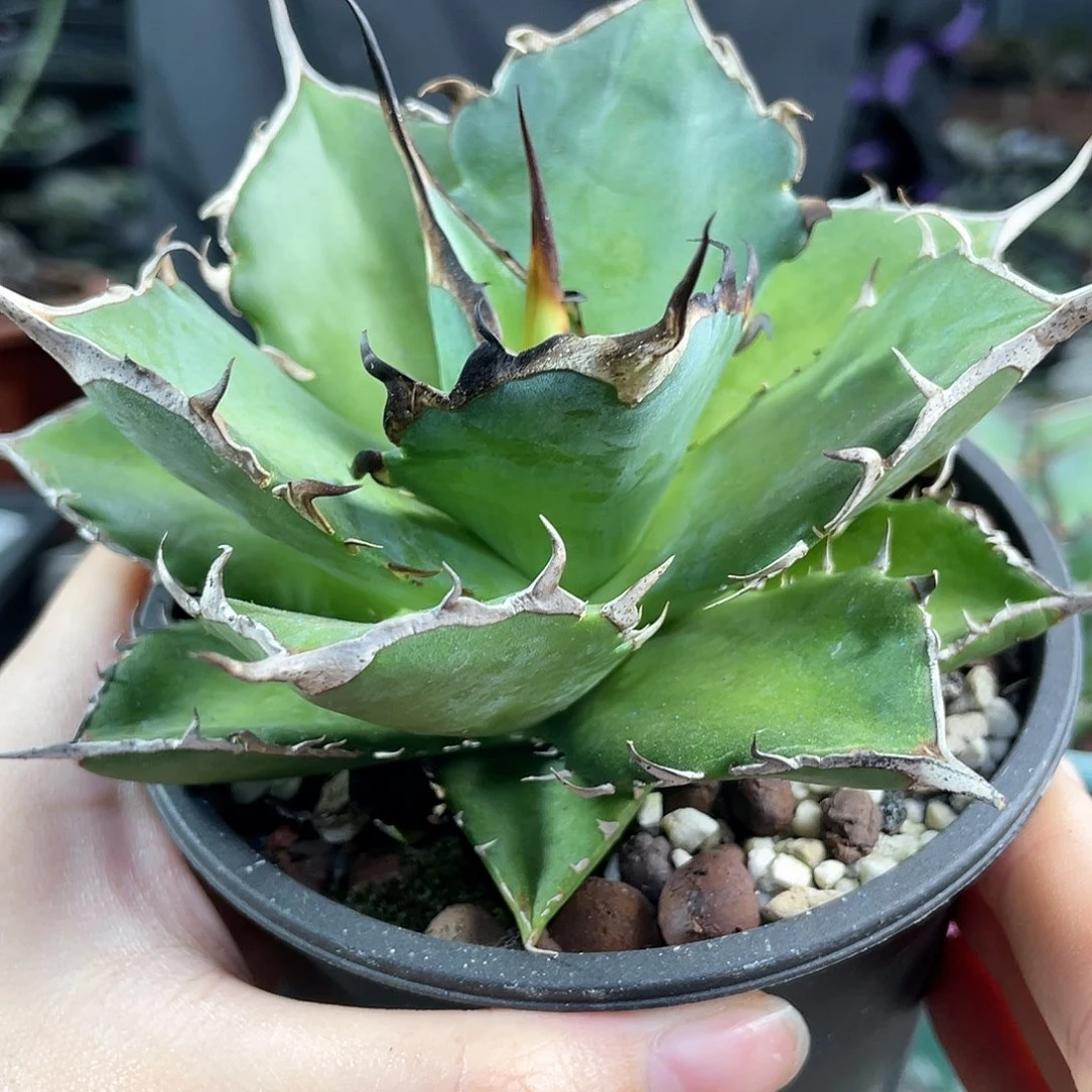 11cm控养黑帝斯仁王冠