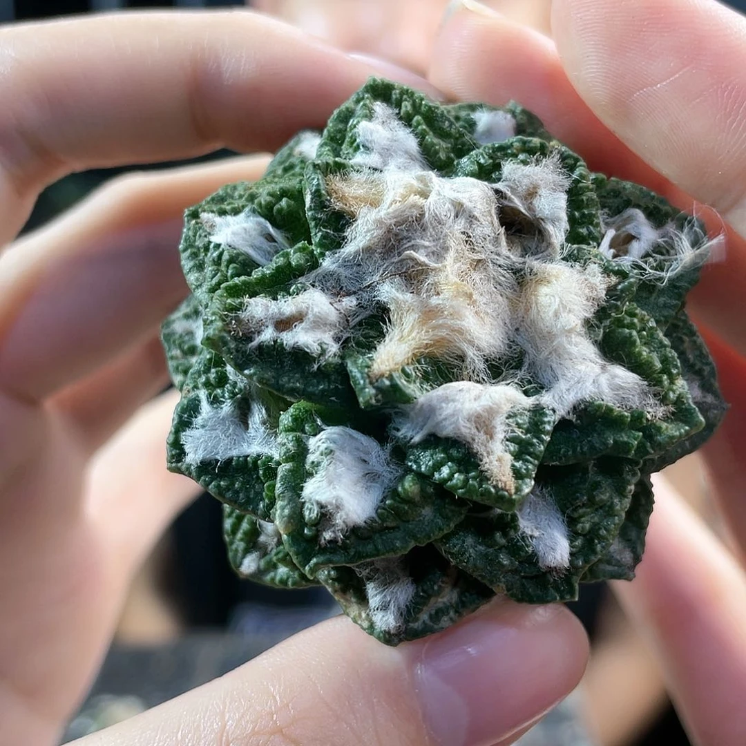8号5cm自根辛顿黑牡丹