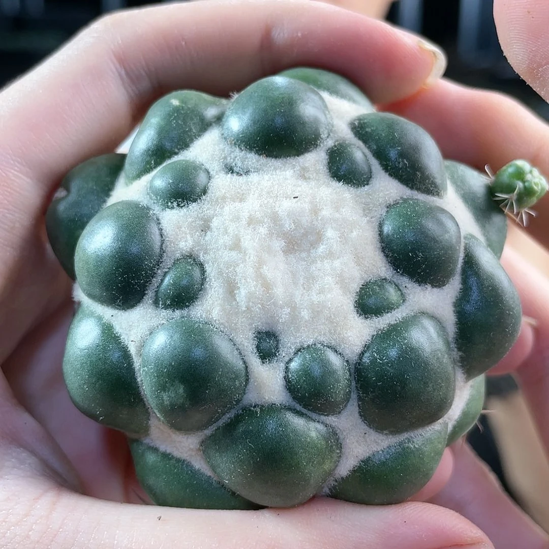 6cm翠绿的蜘蛛眼无根