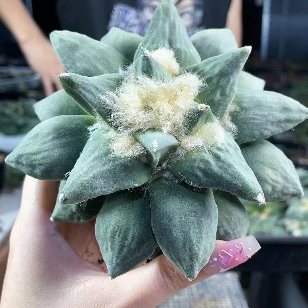 11cm自根青瓷牡丹杂萝卜根