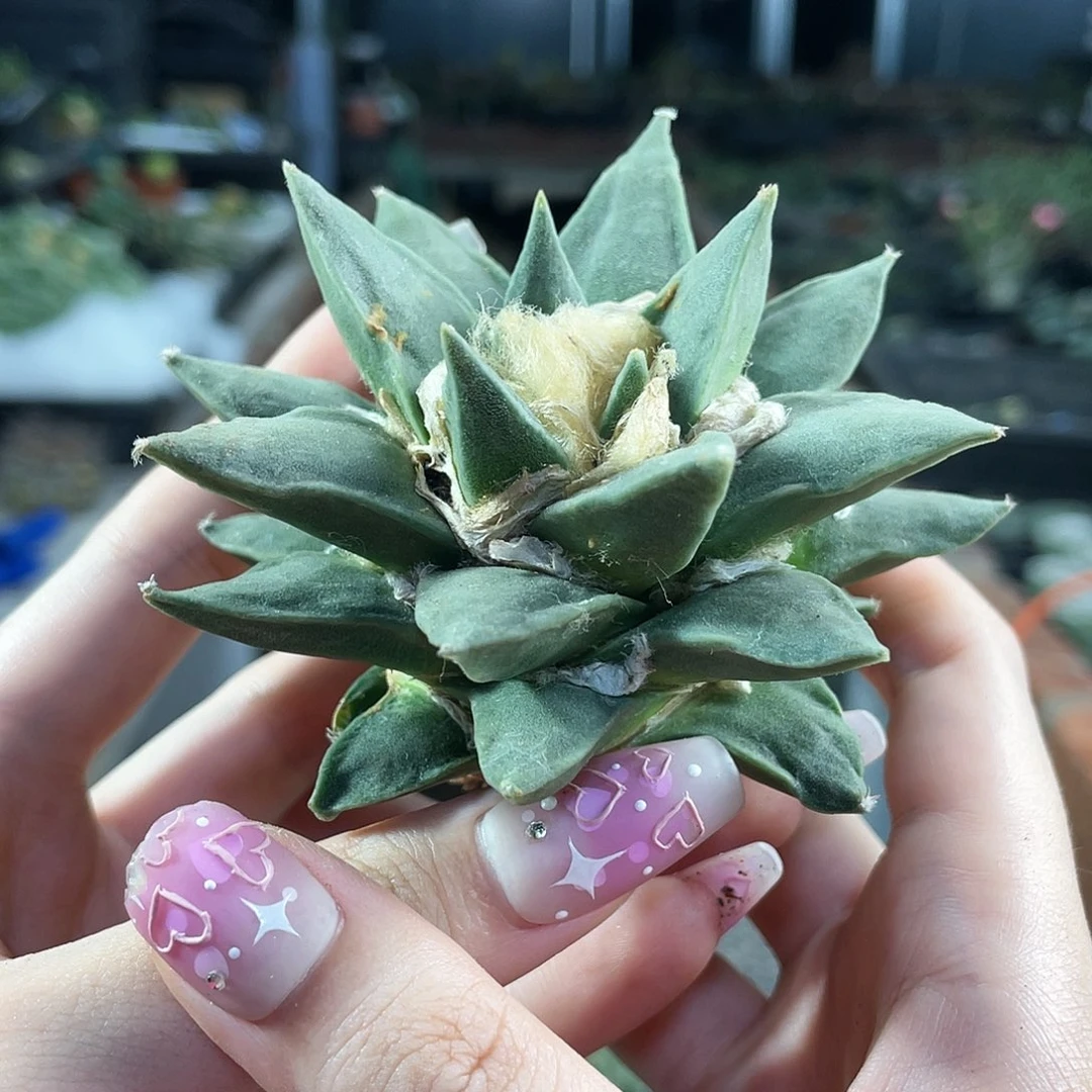 13号自根三角牡丹