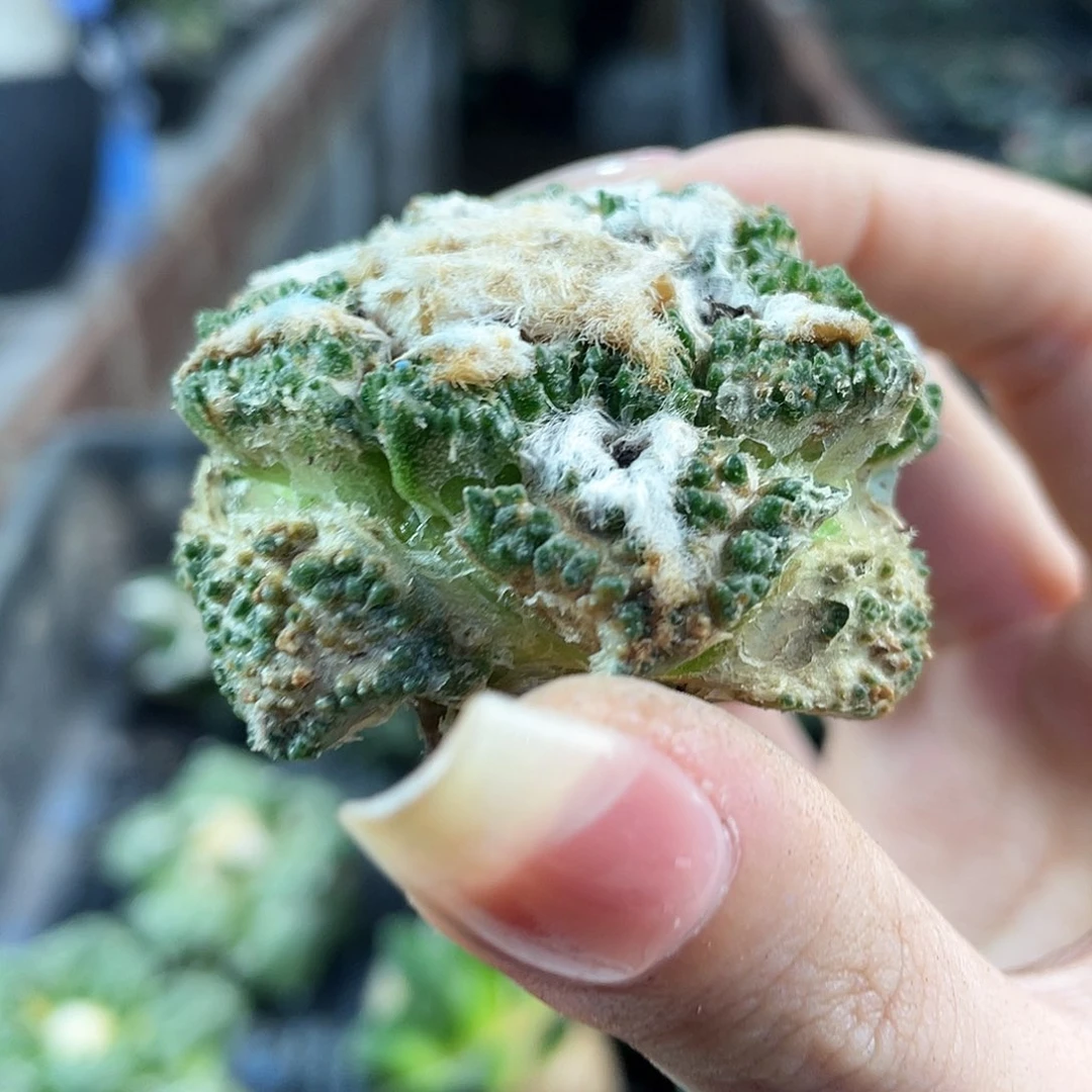 16号损塞龟甲牡丹