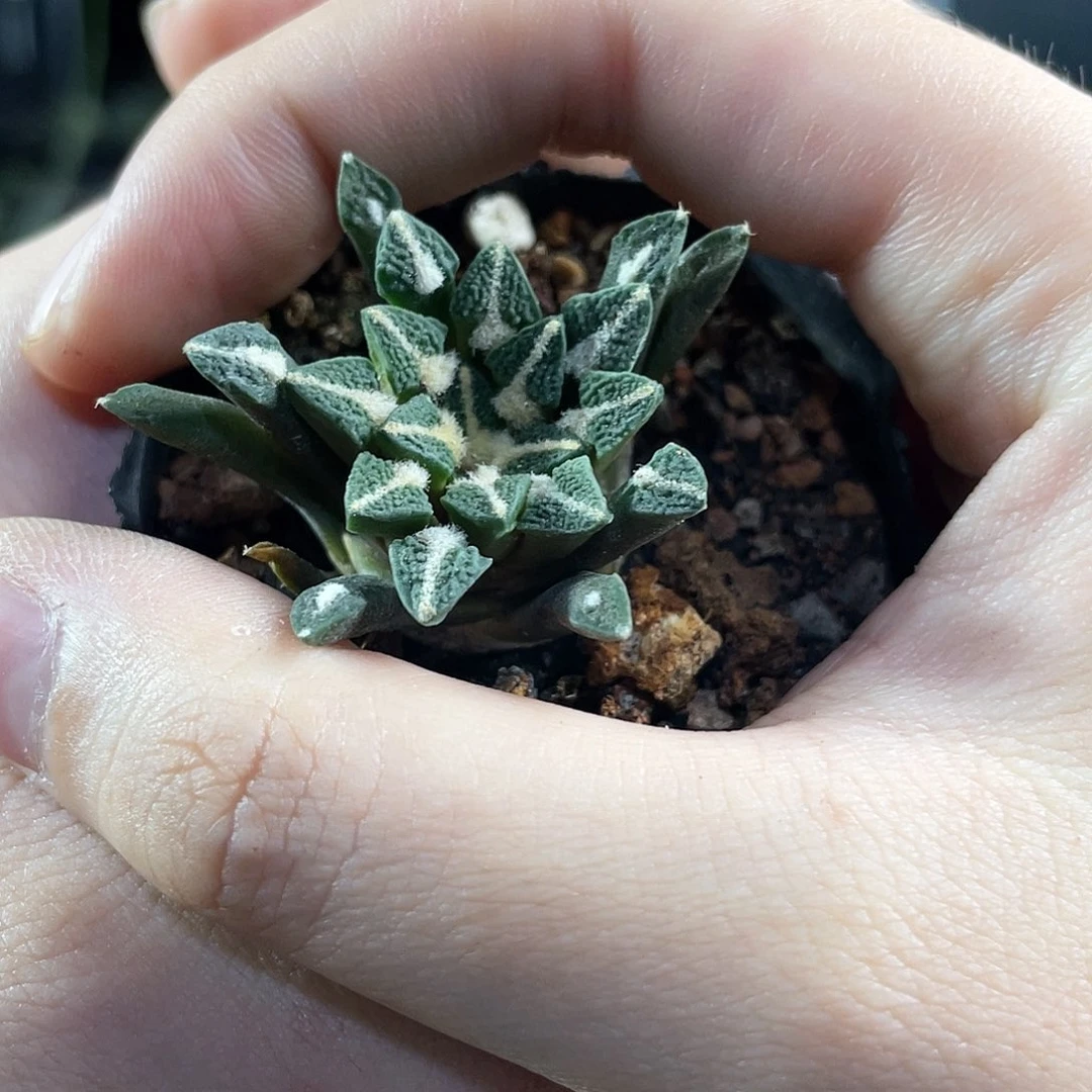 3cm实生黑牡丹萝卜根