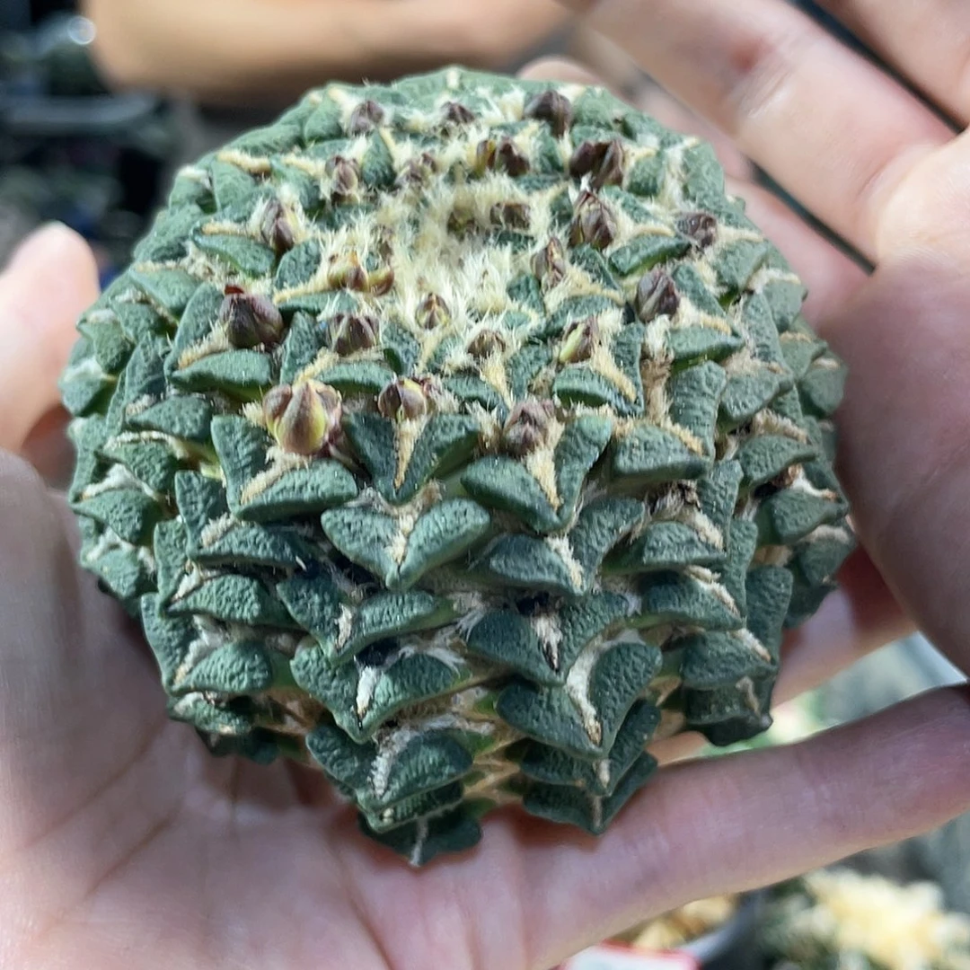 33号8.5cm无根叠叶大尤黑牡丹