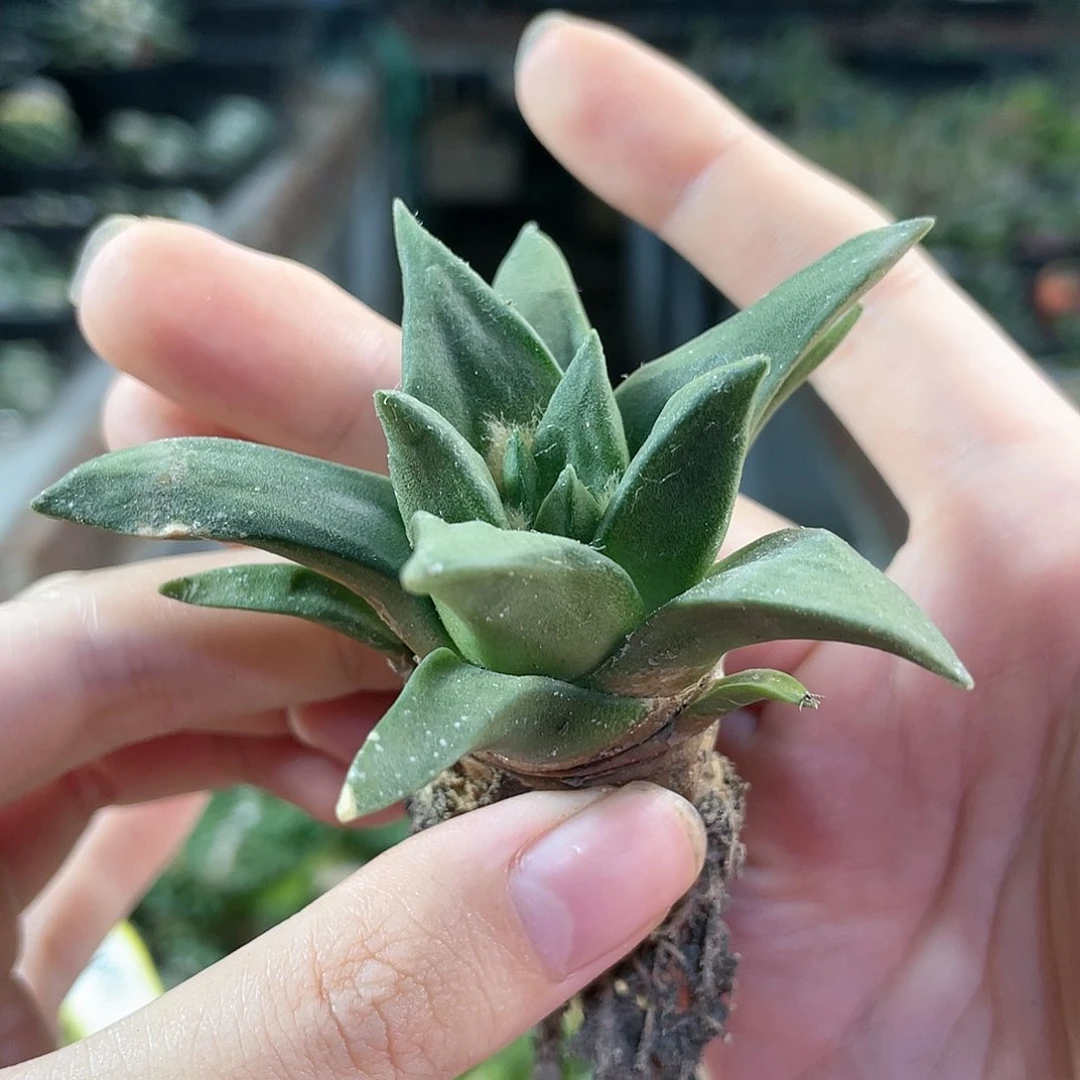 31号7cm实生龙牙牡丹
