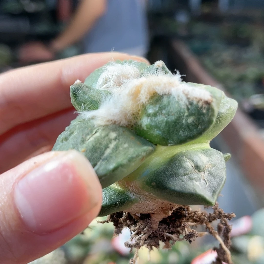 19号福利小小怒涛