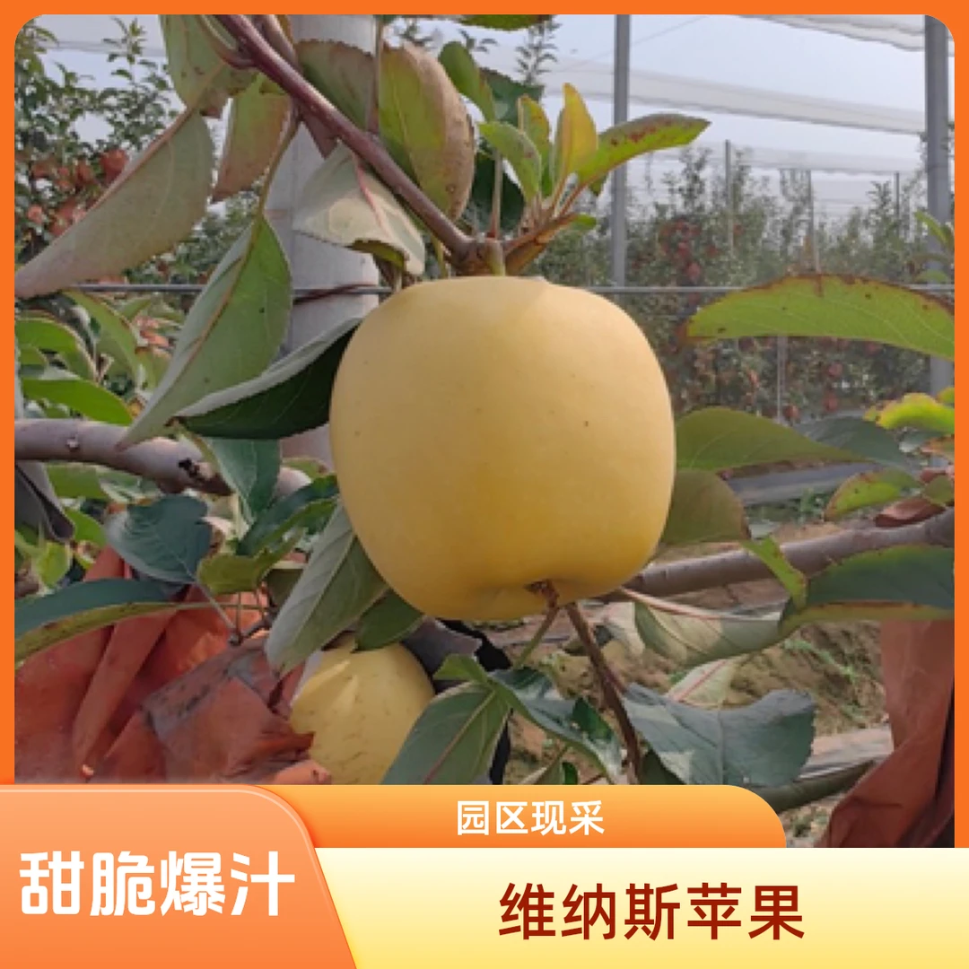 [园区现采]维纳斯黄金糖斑苹果脆甜爆汁纯甜无酸