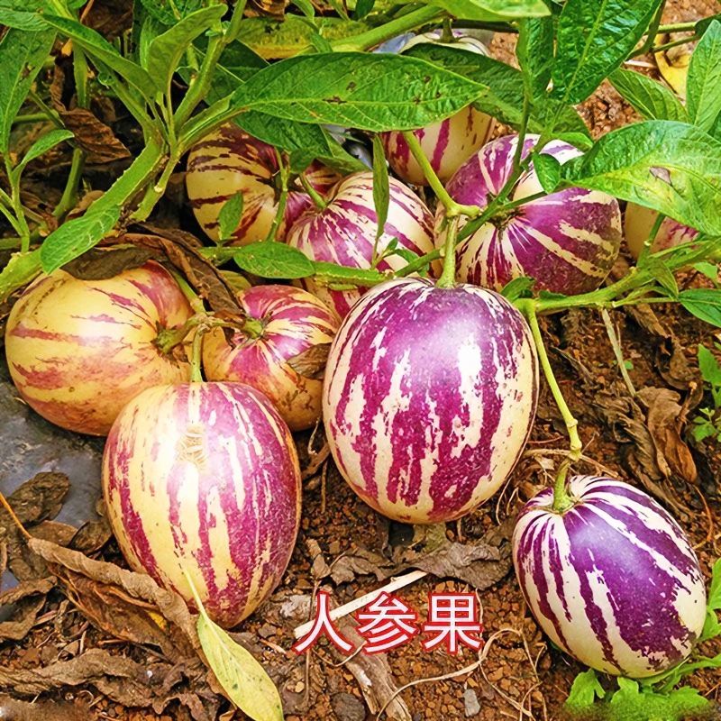 人参果四季播种稀有特色水果黄心高产亦果亦蔬阳台盆栽