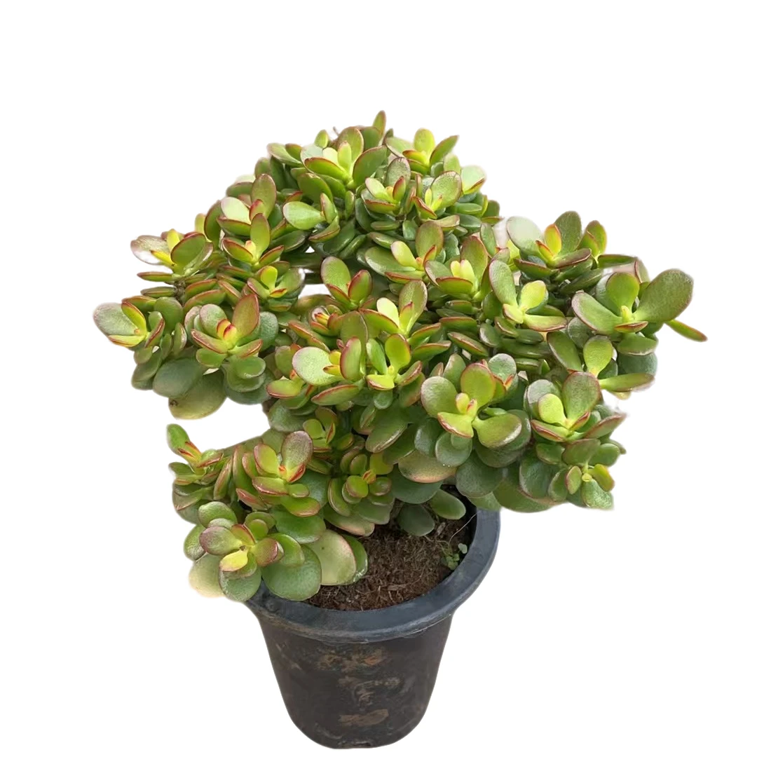 精品多肉 摇钱树  好看好养