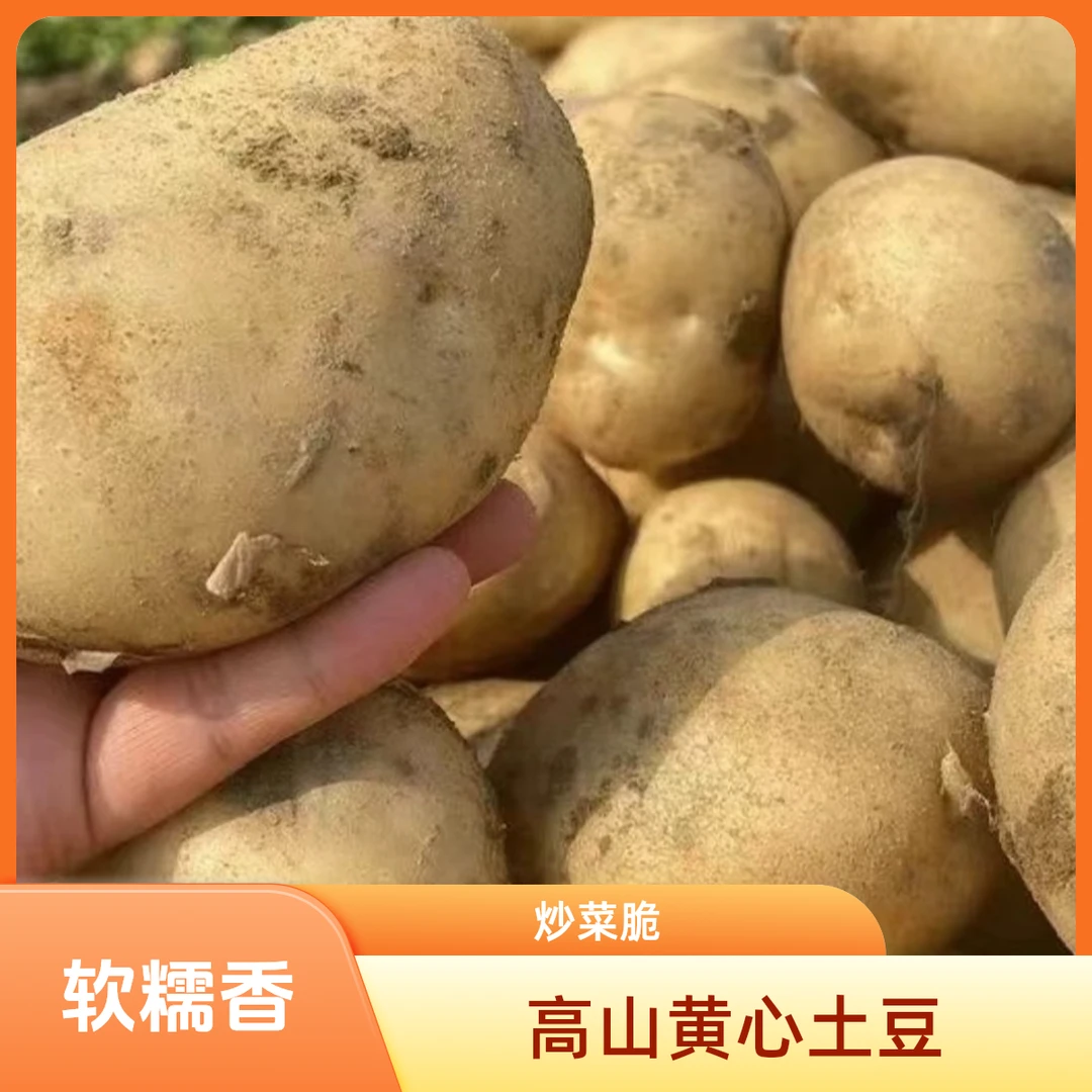 湖南湘西高山土豆黄心土豆炒菜香脆