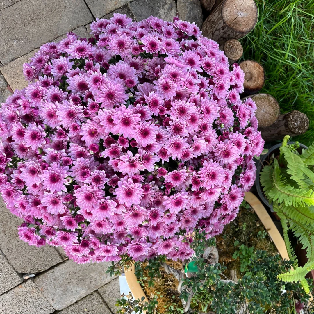 超大冠幅千头球菊《糖果粉甜心》适合庭院地栽阳台新手易养护