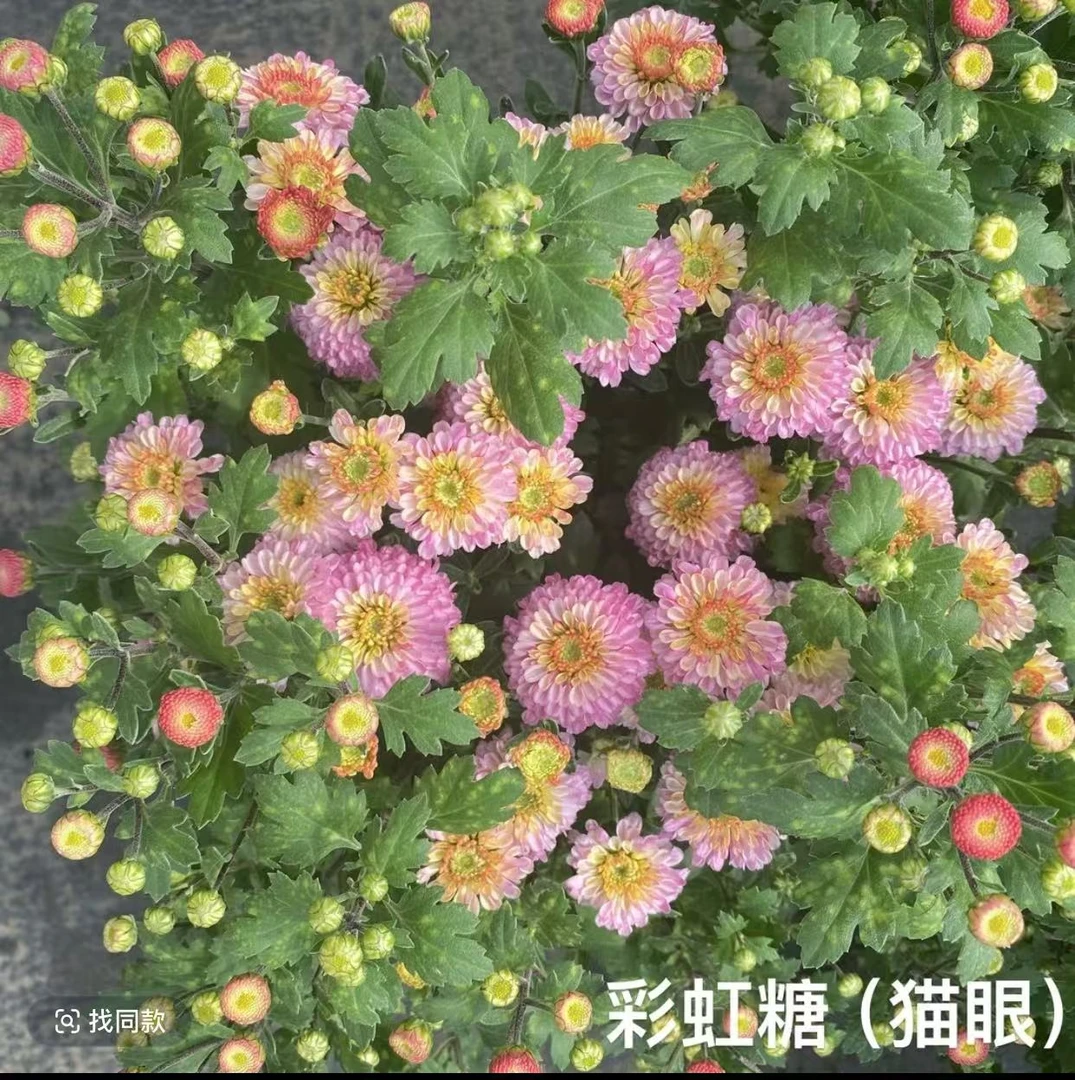 球菊（猫眼）基地直发地栽 阳台庭院趣味适合新手养护易爆花