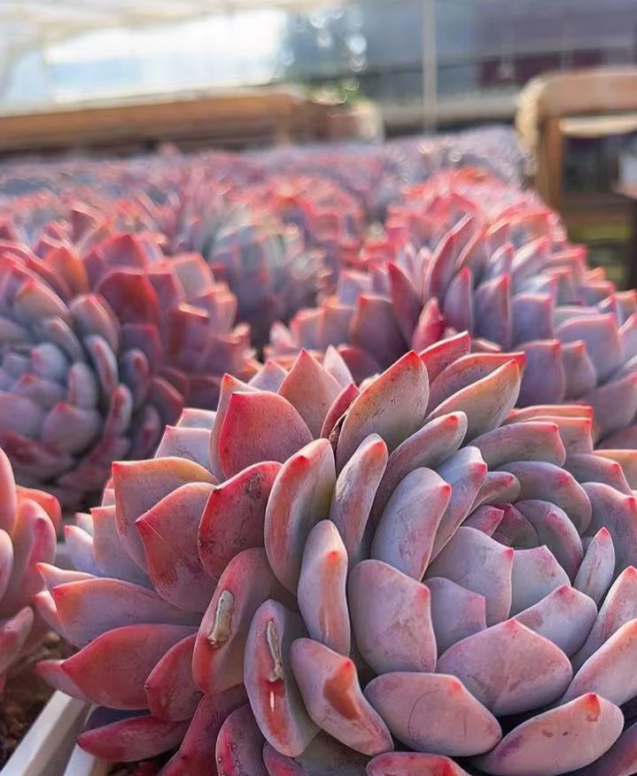 壹玖壹柒园艺多肉植物综合链接偏远地区不包邮(备用链接）