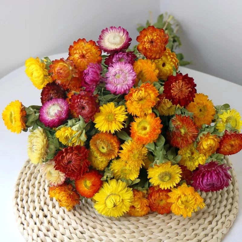 云南干花七彩菠萝菊花束客厅桌面插花相框DIY天然风干高级真花