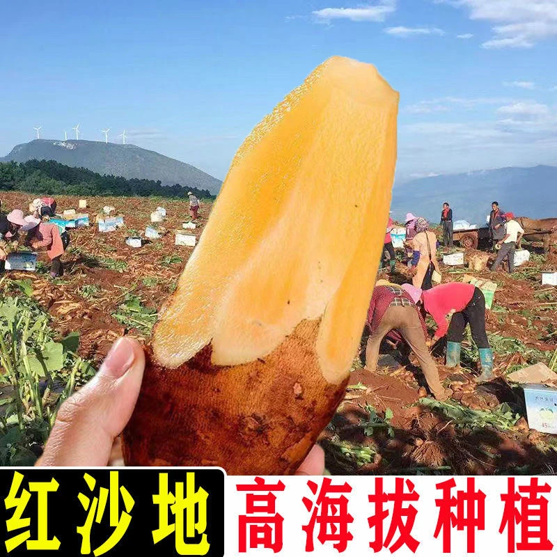 云南正宗黄心红心天山雪莲果10斤大果新鲜水果应季批发一整箱现挖