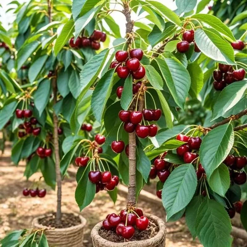 一物一拍 盆景别墅鲜花绿植盆栽地栽爬藤花架 南方北方惊喜多多