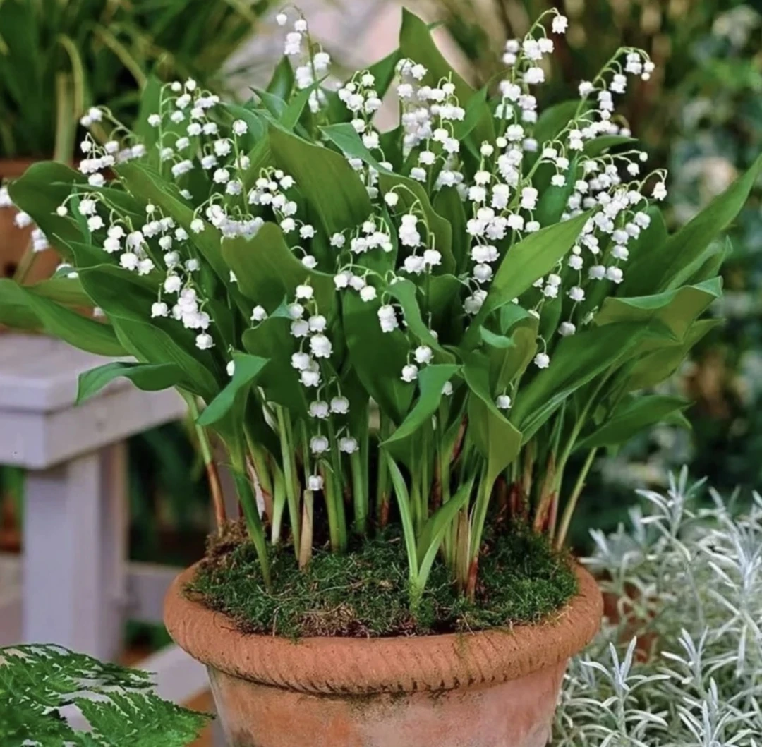 铃兰花种根多年生浓香型花卉绿植盆栽芳香植物阳台庭院风铃草