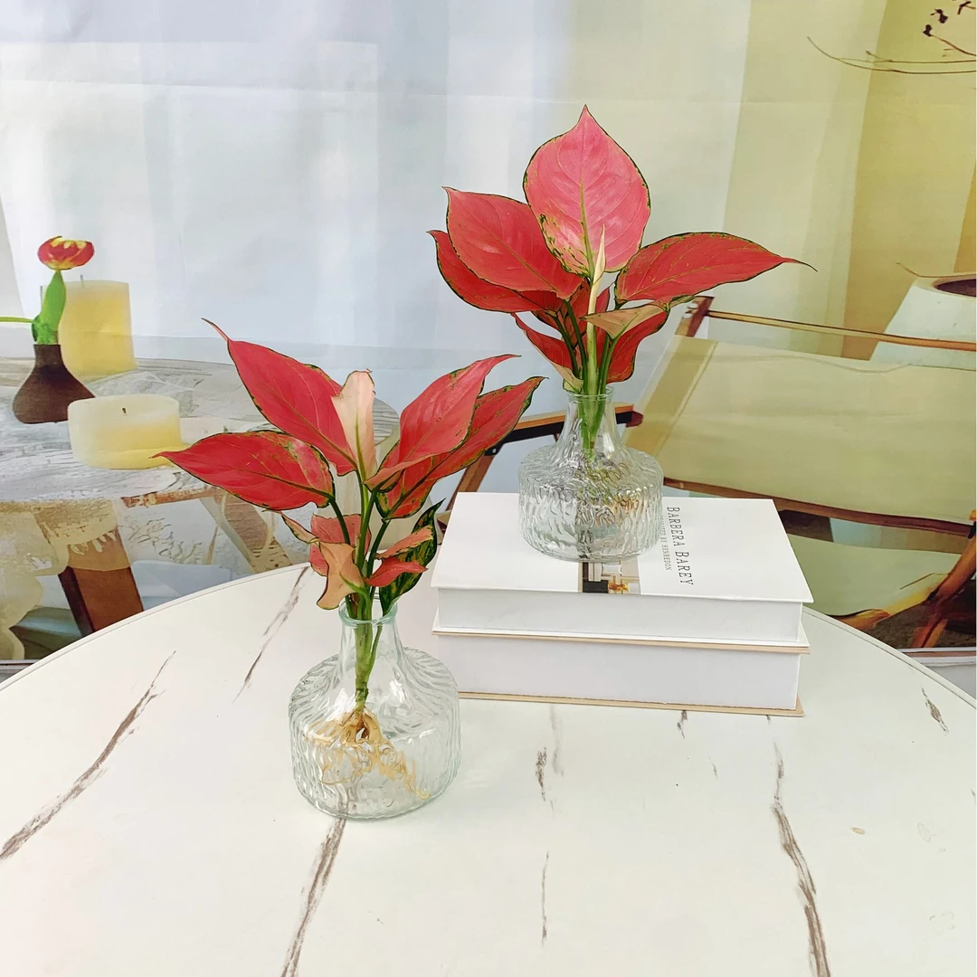 吉利红红如意盆栽懒人水培植物室内客厅办公室好养易活网红植物