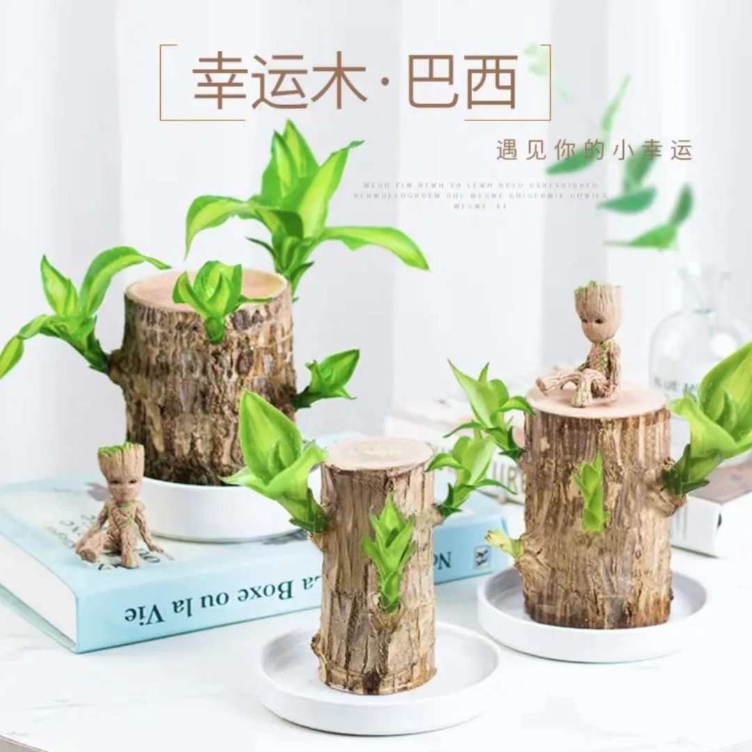 巴西木幸运木水培植物盆栽客厅卧室卫生间办公桌前台美观养护循环