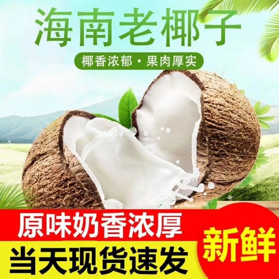 【福利款】海南去皮毛椰6个装鲜榨椰奶椰子饭煲椰子鸡汤