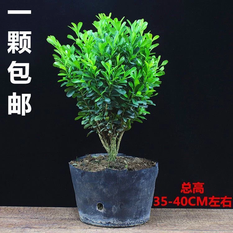 黄杨盆景小叶黄杨瓜子黄杨四季常青耐寒耐旱阳台庭院