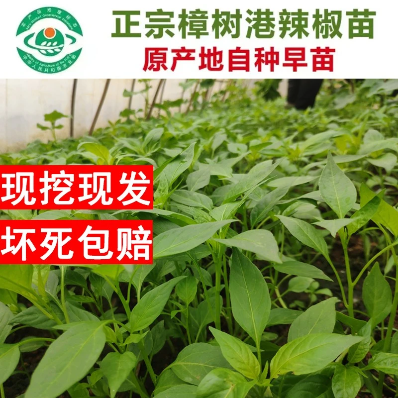 正宗樟树港辣椒苗第一季早苗