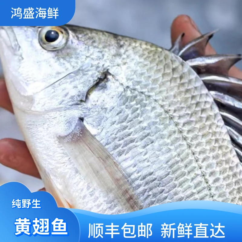 福建船捕【黄翅鱼】深海捕捞鲜活冰冻渔船直供新鲜到家